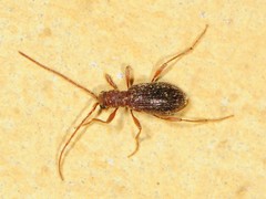 Ptinus