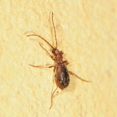 Ptinus