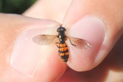 Pyrophaena granditarsis