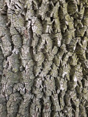 Fraxinus pennsylvanica