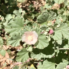 Malvella leprosa