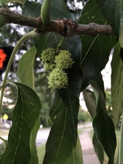 Fraxinus pennsylvanica