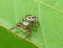 Phidippus clarus