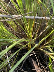 Fimbristylis castanea