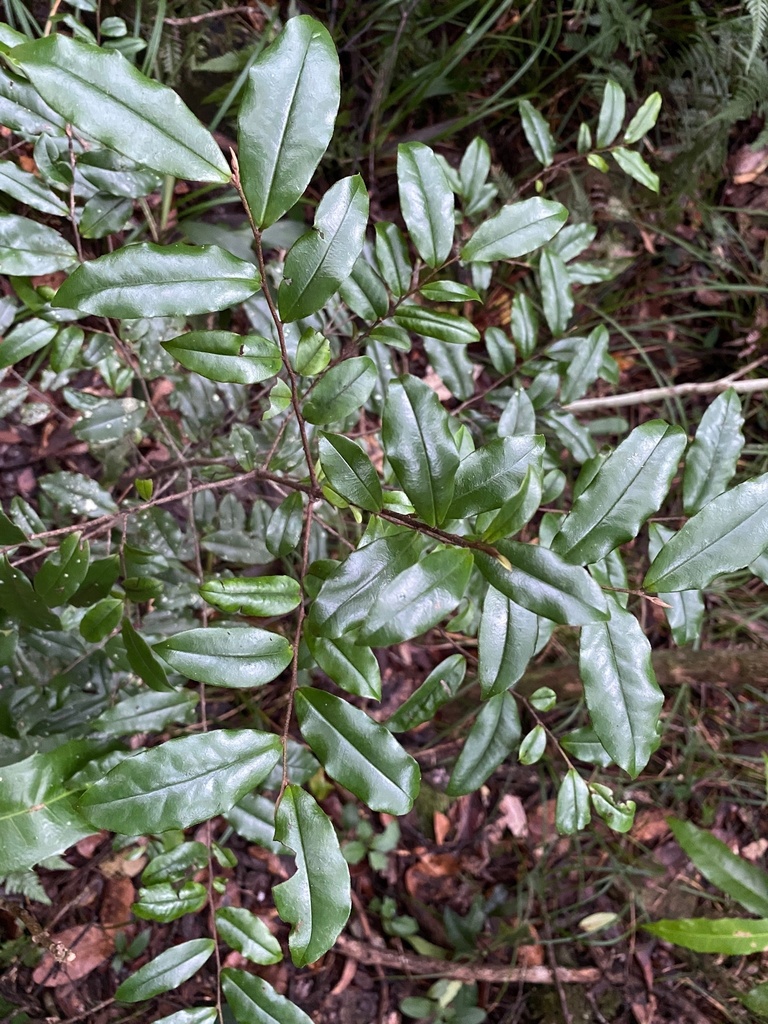 Diospyros yandina
