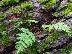Dryopteris × triploidea