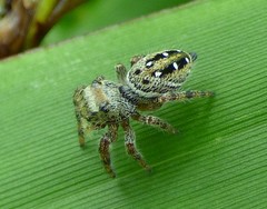 Phidippus clarus