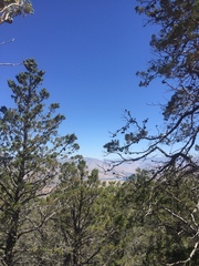 Cupressus nevadensis