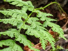 Dryopteris × triploidea