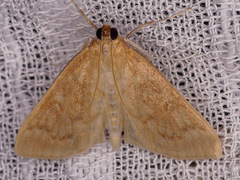 Framinghamia helvalis