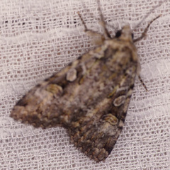 Anaplectoides pressus