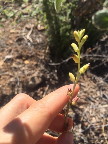 Streptanthus cordatus var. piutensis