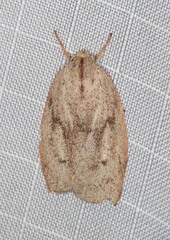 Euchaetis rhodochila