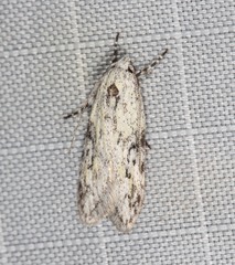 Stenoptena icmaea