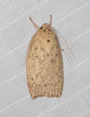 Euchaetis cryptorrhoda