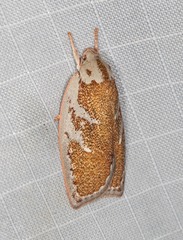 Euchaetis rhizobola