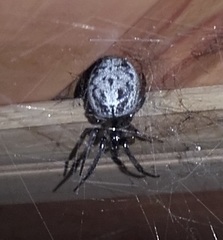 Zygiella montana
