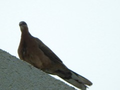 Streptopelia chinensis