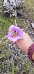 Calochortus macrocarpus macrocarpus
