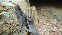 Strophurus williamsi