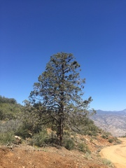 Cupressus nevadensis