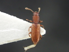 Silvanus unidentatus