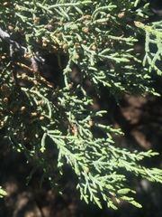 Cupressus nevadensis