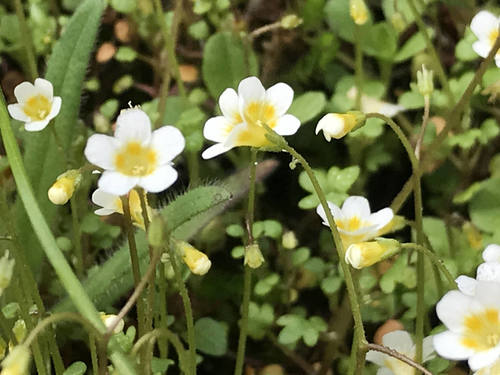 Thompson's Mistmaiden (Romanzoffia thompsonii)