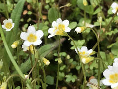 Romanzoffia thompsonii