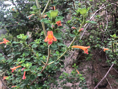 Clinopodium tomentosum