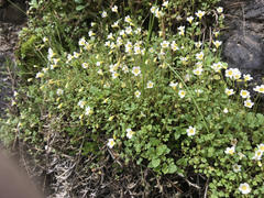 Romanzoffia thompsonii