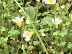 Romanzoffia thompsonii