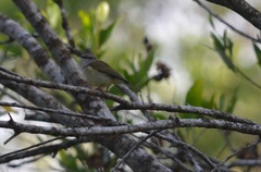 Pachycephala simplex