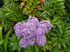 Anisotome latifolia