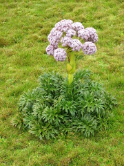 Anisotome latifolia