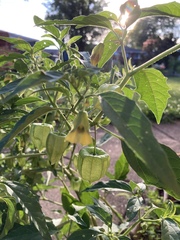 Physalis longifolia