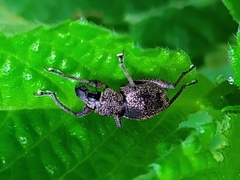 Metapocyrtus adspersus