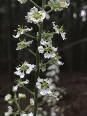 Veratrum hybridum