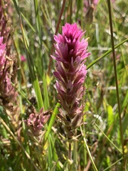 Castilleja lassenensis