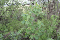 Heliocarpus terebinthinaceus