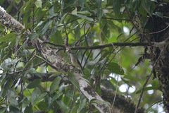 Pachycephala simplex