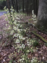Veratrum hybridum