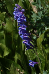 Penstemon subglaber