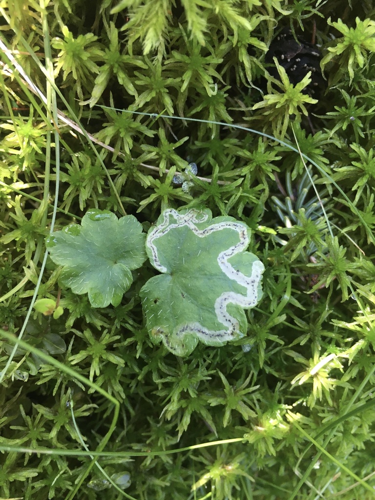 Phytomyza mitellae