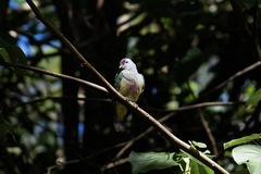 Ptilinopus rarotongensis
