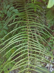 Pteris longifolia