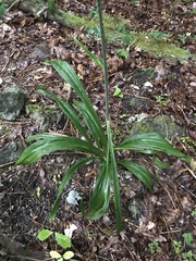 Veratrum hybridum