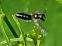 Hylaeus mesillae cressoni