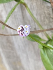 Phyla nodiflora nodiflora