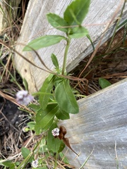 Phyla nodiflora nodiflora
